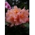 Rododendron Orangina 5 lat Ro52