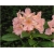 Rododendron Orangina 5 lat Ro52