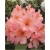 Rododendron Orangina 5 lat Ro52