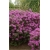 Rododendron P.J.M.Elite 5 lat Ro54