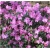 Rododendron P.J.M.Elite 5 lat Ro54