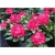 Rododendron Pearces American Beauty 5 lat Ro55