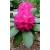 Rododendron Pearces American Beauty 5 lat Ro55