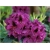 Rododendron Peter Alan 5 lat Ro53