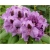 Rododendron Peter Alan 5 lat Ro53