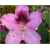Rododendron Pfauenauge 5 lat Ro56