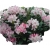 Rododendron Pohjolas Daughter Ro57