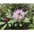Rododendron Pohjolas Daughter 5 lat Ro57
