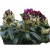 Rododendron ciemnopurpurowy Polarnacht Ro58