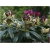Rododendron ciemnopur Polarnacht 5 lat Ro58