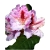 Rododendron Progres Ro60