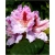 Rododendron Progres 5 lat Ro60