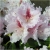 Rododendron Progres 5 lat Ro60