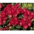 Rododendron Pumuckl 5 lat Rop3