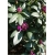 Rododendron Rasputin 5 lat Ro63