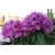 Rododendron Rasputin 5 lat Ro63