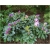 Rododendron Roseum Elegans 5 lat Ro64