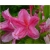 Rododendron Roseum Elegans 5 lat Ro64