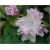 Rododendron Schneekrone 5 lat Roj15