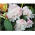 Rododendron Schneekrone 5 lat Roj15