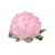 Rododendron Schneverdingen Roj16