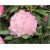 Rododendron Schneverdingen 5 lat Roj16