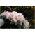 Rododendron Schneverdingen 5 lat Roj16