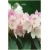 Rododendron Schneverdingen 5 lat Roj16
