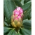 Rododendron Simona 5 lat Ro65