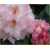 Rododendron Simona 5 lat Ro65