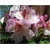 Rododendron Simona 5 lat Ro65