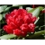 Rododendron Sneezy 5 lat Roj18
