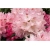 Rododendron Sneezy 5 lat Roj18