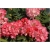 Rododendron Sweet Sue 5 lat Roj19