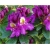 Rododendron Tamarindos 5 lat Ro67