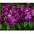 Rododendron Tamarindos 5 lat Ro67