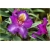 Rododendron Tamarindos 5 lat Ro67