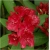 Rododendron Torero 5 lat Ro68