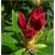 Rododendron Vulcan 5 lat Ro71