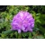 Rododendron Alfred 5 lat Ro5