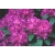 Rododendron Alfred 5 lat Ro5