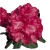 Rododendron Andantino Ro7