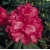 Rododendron Andantino 5 lat Ro7