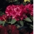 Rododendron Andantino 5 lat Ro7