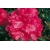 Rododendron Andantino 5 lat Ro7