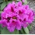Rododendron Azurro 5 lat Ro9