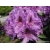 Rododendron Azurro 5 lat Ro9
