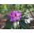 Rododendron Azurro 5 lat Ro9