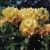 Rododendron Belkanto 5 lat Ro11