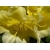 Rododendron Belkanto 5 lat Ro11